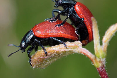 Je anální sex bezpečný?