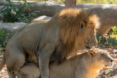 Sex v přírodě: Blízkost a intimita v srdci přírody.